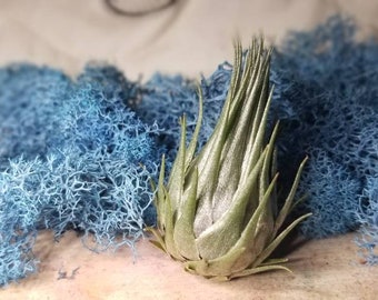 Tillandsia Kautskyi, rare air plant, miniature air plants, air plants, houseplants, succulents, bromalaids, terrarium plants, plants