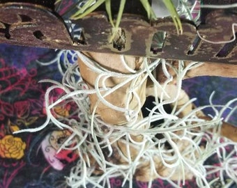 Wood, decor, family, air plants, low maintenance, air plant, plant, birthday, gift, housewarming gift, home decor, wedding, anniversary,