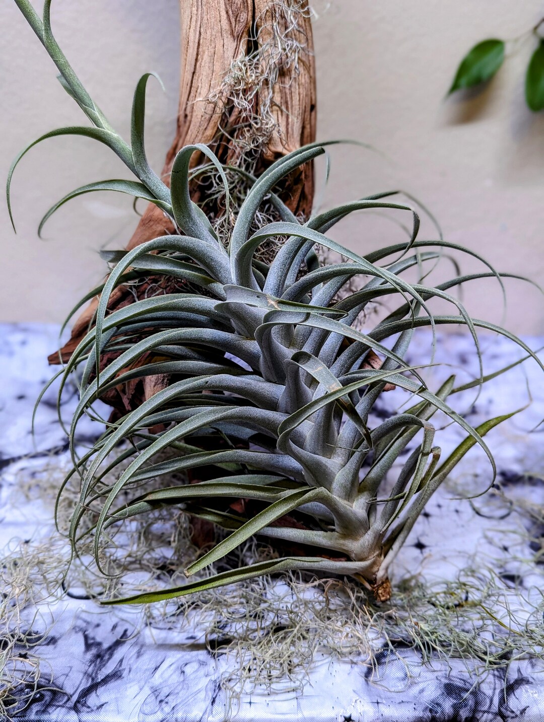 Tillandsia Caticola Hybrid Air Plant Rare Air Plant Air Etsy