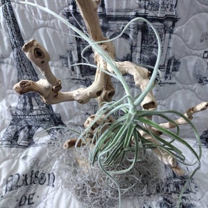 Tillandsia, Kurt Horstii, air plant hybrid, air plants, easy care plants, terrariums, succulents, bromeliads, houseplants, rare air plants,