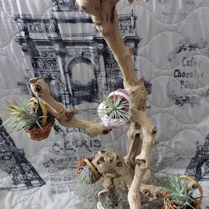 Air Plant Stand Funky Bed Spring Air Plant Holder Old Antique Bed Spring Rusty Bed Spring with Charms Sun and Moon Air Plant Holder Unique Air Plant Stand Funky Bed Spring Air Plant Holder Old Antique Bed Spring Rusty Bed Spring with Charms Sun and Moon Air Plant Holder Unique