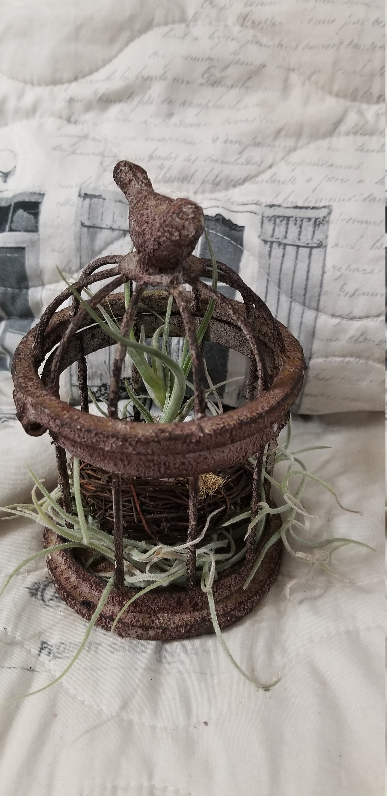 Cute small bird cage style terrarium with air plants. Etsy