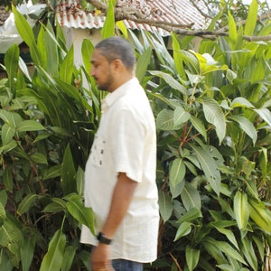 May include: A person wearing a light-colored short-sleeved shirt and blue jeans walks past lush green foliage. The background includes a glimpse of a building with a white roof and a tree branch.