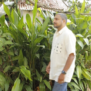 May include: A person wearing a light yellow short-sleeved shirt with a black square pattern on the pocket and blue jeans, walking past lush green plants. A watch is visible on the person's wrist. The background includes a white roof and tree branches.
