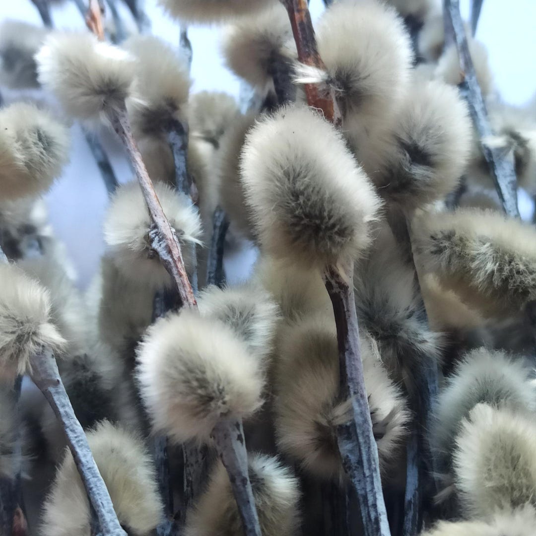 Dried Real Pussy Willow Bouquet Vase Filler Easter Decoration