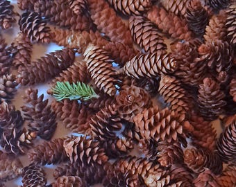 100 Tiny White Spruce Cones: Natural DIY Wedding Table Decor