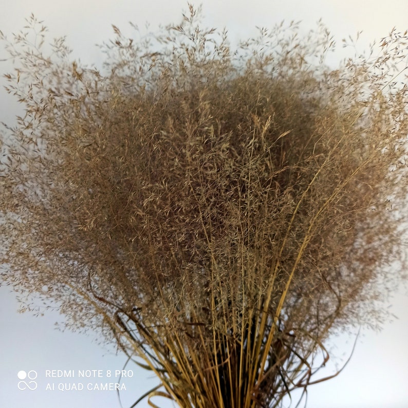 Dried Agrostis grass, dried grass, grass bunch,dried grains, wedding decor, do-it-yourself wedding, oats image 5