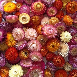 Op de afbeelding: Een verzameling gedroogde bloemen in verschillende tinten roze, oranje en geel. De bloemen zijn in een willekeurig patroon gerangschikt en hebben een delicate, papierachtige textuur.