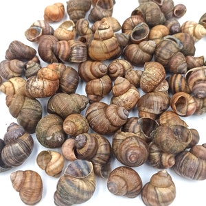 May include: A collection of brown snail shells of various sizes and shapes. The shells have a natural, organic texture and are arranged on a white background.