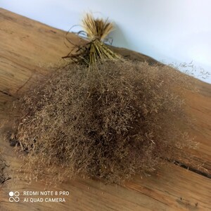 Dried Agrostis grass, dried grass, grass bunch,dried grains, wedding decor, do-it-yourself wedding, oats image 2