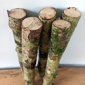 Branches  with green moss Set of 5 dried branches Natural rustic supplies