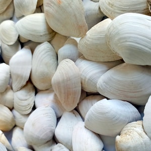 May include: A collection of white seashells of various sizes and shapes. The shells are smooth and have a natural, slightly iridescent sheen.