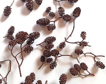 Más de 500 mini piñas de aliso, piñas pequeñas naturales, decoración de bodas DIY