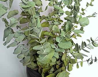 15 stems dried eucalyptus branches