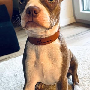 Op de afbeelding: Een bruine en witte Boston Terrier puppy met een bruin leren halsband met de naam "Hemme" erop gegraveerd. De puppy zit op een lichtbruin tapijt.