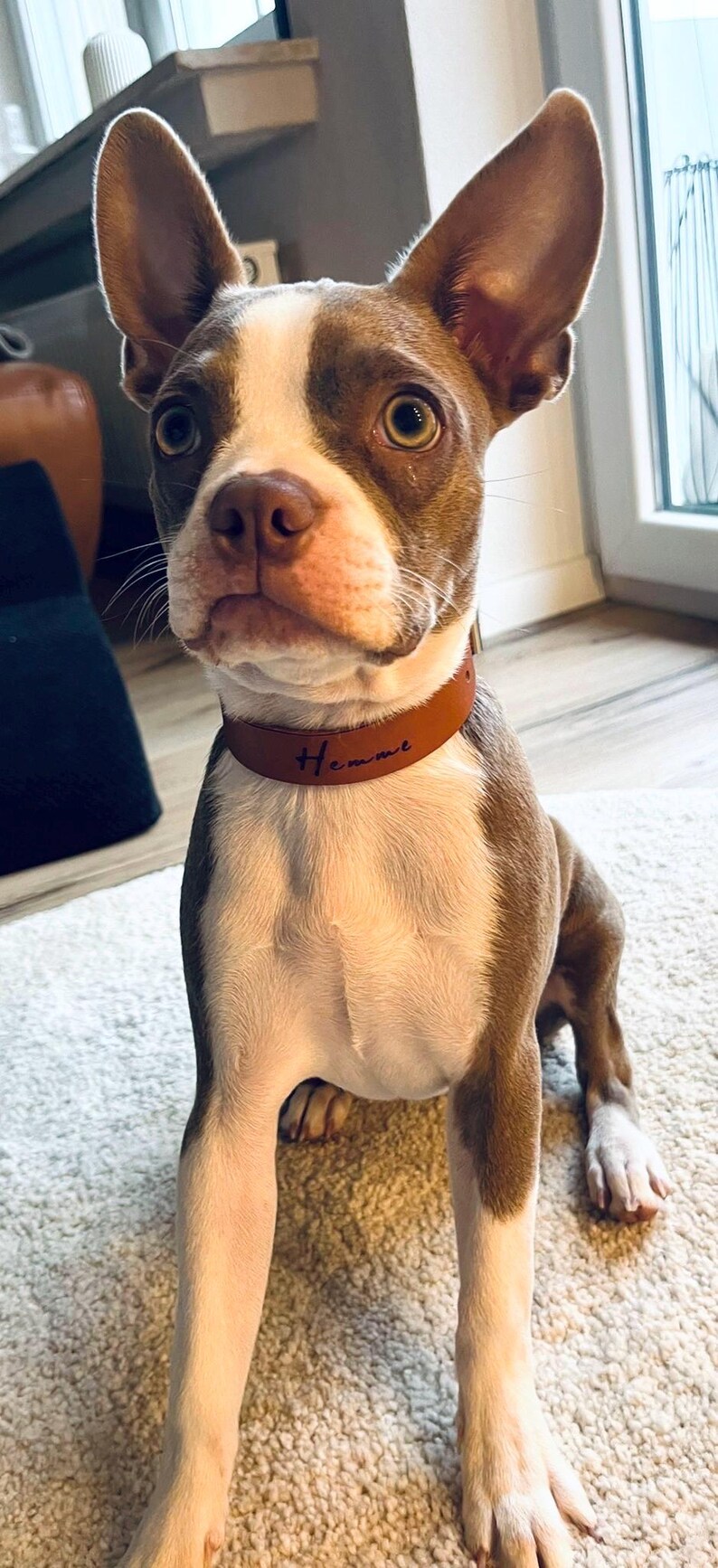 Op de afbeelding: Een bruine en witte Boston Terrier puppy met een bruin leren halsband met de naam "Hemme" erop gegraveerd. De puppy zit op een lichtbruin tapijt.