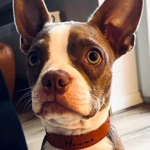 Op de afbeelding: Een close-up van een bruine en witte Boston Terrier puppy die een bruin leren halsband draagt met de naam "Hemme" erop gegraveerd.