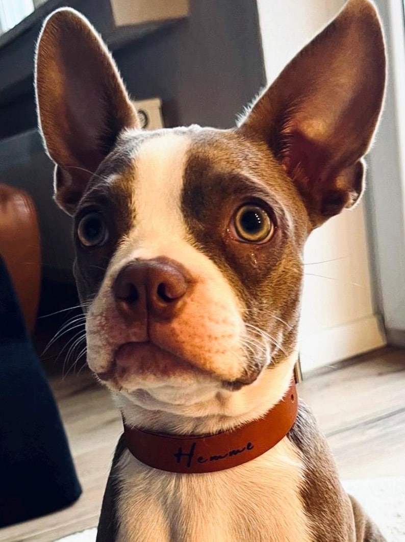 Op de afbeelding: Een close-up van een bruine en witte Boston Terrier puppy die een bruin leren halsband draagt met de naam "Hemme" erop gegraveerd.