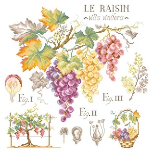 May include: Cross-stitch illustration of grapes, leaves, and vines. The image includes bunches of purple, yellow, and pink grapes, along with detailed diagrams labeled Fig. I, II, and III. The text "LE RAISIN - vitis vinifera" is at the top.