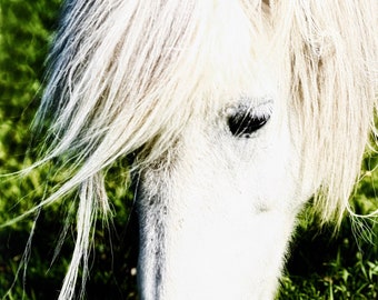 White Horse, Iceland, Art Print