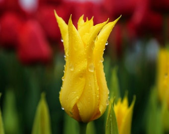 Yellow and Red Tulip Art Print