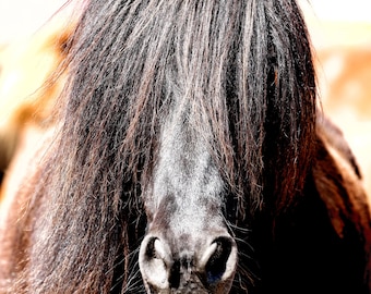 Black Icelandic Horse Art Print