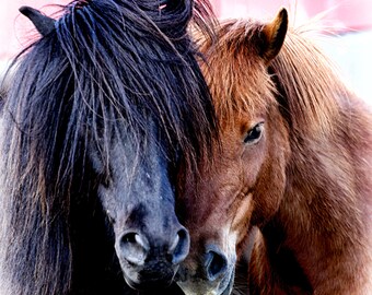Icelandic Ponies Art Print