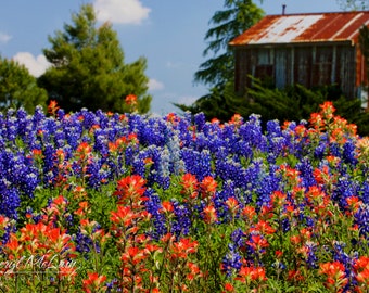 Texas Bluebonnet Wall Decor
