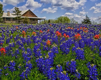 Bluebonnets & Paintbrush on the Bluebonnet Trail