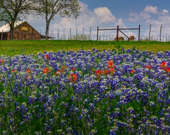 Bluebonnets on Farm with Horses, Art Print