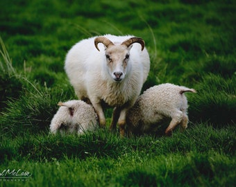 Momma Sheep and Lambs, Photo Wall Decor