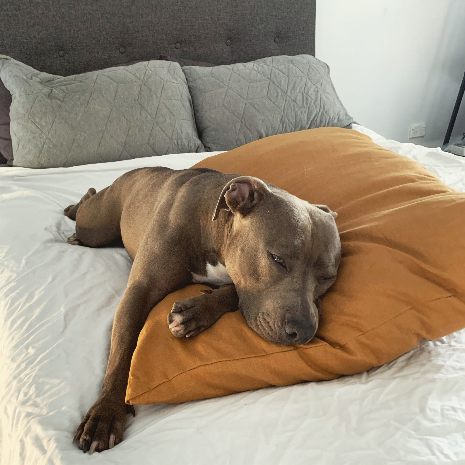 11+ Cute Dog Pillows For Australian Dogs