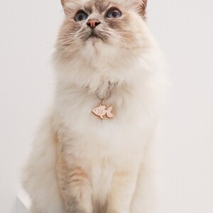 Puede incluir: Un gato blanco y crema con ojos azules est&aacute; sentado en una superficie blanca. El gato lleva un collar con una etiqueta en forma de pez.