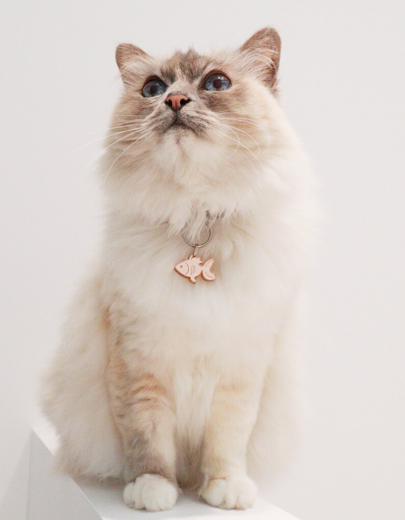 Puede incluir: Un gato blanco y crema con ojos azules est&aacute; sentado en una superficie blanca. El gato lleva un collar con una etiqueta en forma de pez.