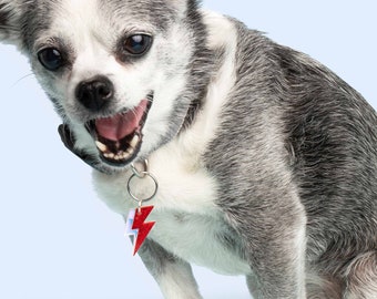 Custom Pet Tag for Dogs Personalized Ziggy Star Paws Bowie Pet