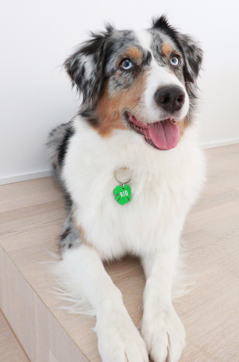 Personalized Tropical Palm Leaf Acrylic Tag in Green Custom /'Tropic Like It/'s Hot/' Pet ID Tag for Dogs /& Cats