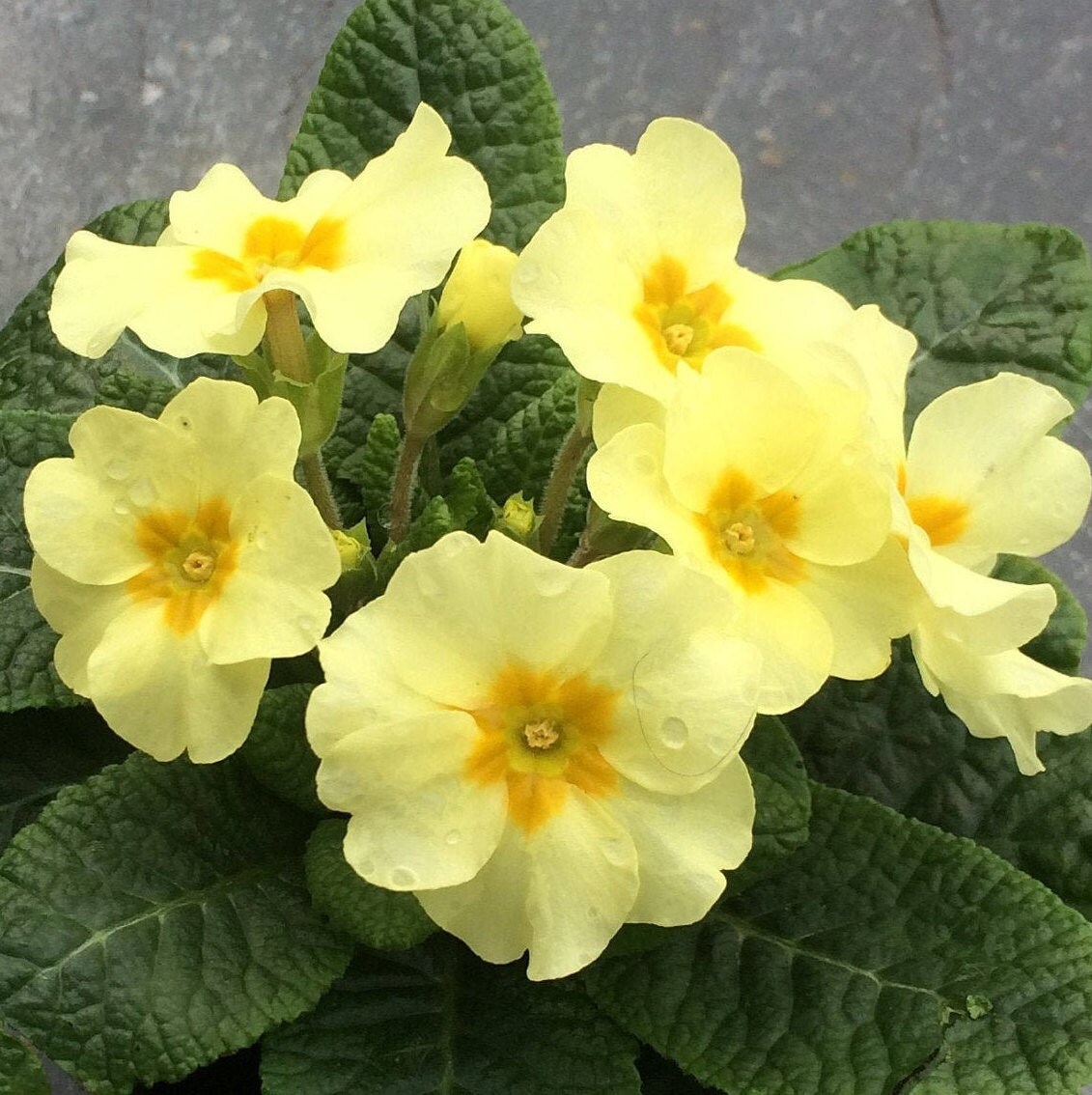 Yellow Febuary Yellow Primrose February Birth Flower Brooch - Etsy