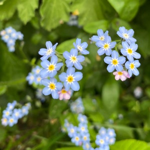 Vergeet me niet blauwe bloem broche afbeelding 5