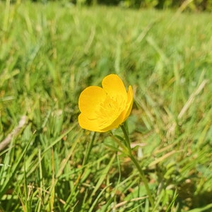 Buttercup Yellow Flower Drop Hook Earrings image 4