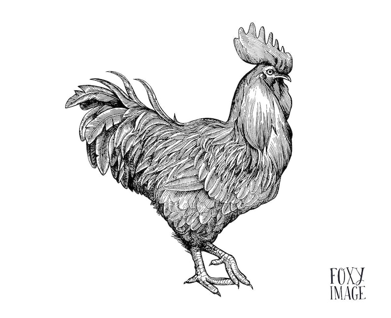 Hen Print, Chicken, Printable Wall Artwork, Chicken Instance, Cock Case in point, Cock Print Artwork, Chicken PNG, Electronic Down load, Cock photograph about Rooster Printable identified as Chicken Print, Hen, Printable Wall Artwork, Chicken Example, Cock Example, Cock Print Artwork, Chicken PNG, Electronic Obtain, Cock