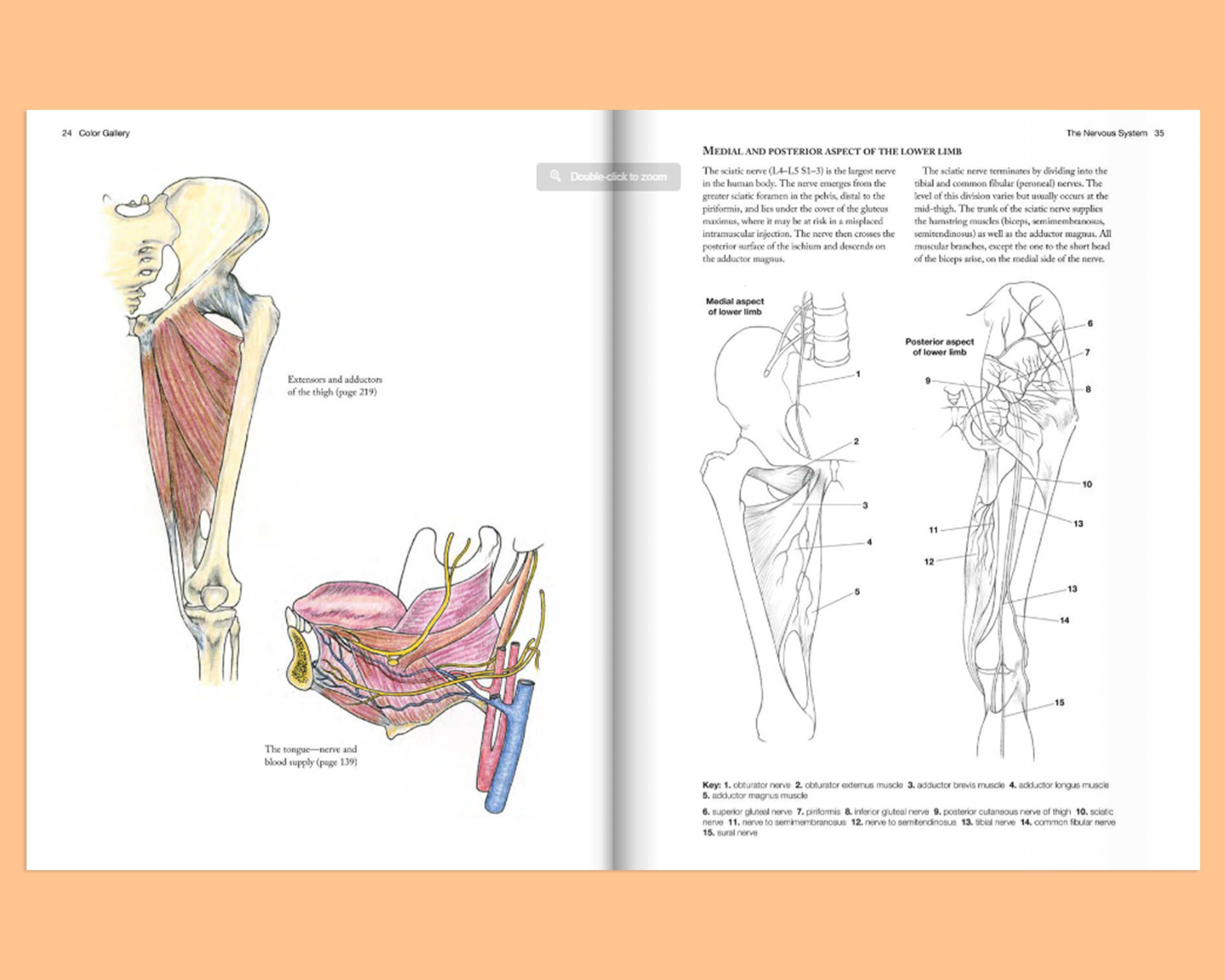 Complete Anatomy Coloring Book Anatomy Gifts Anatomy Notes | Etsy