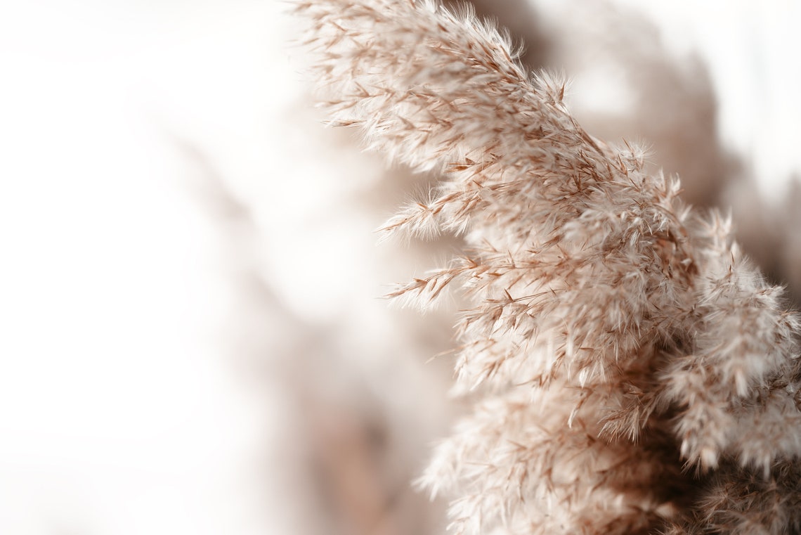 Pampas Grass Mural Wallpaper 391467284 Etsy Canada