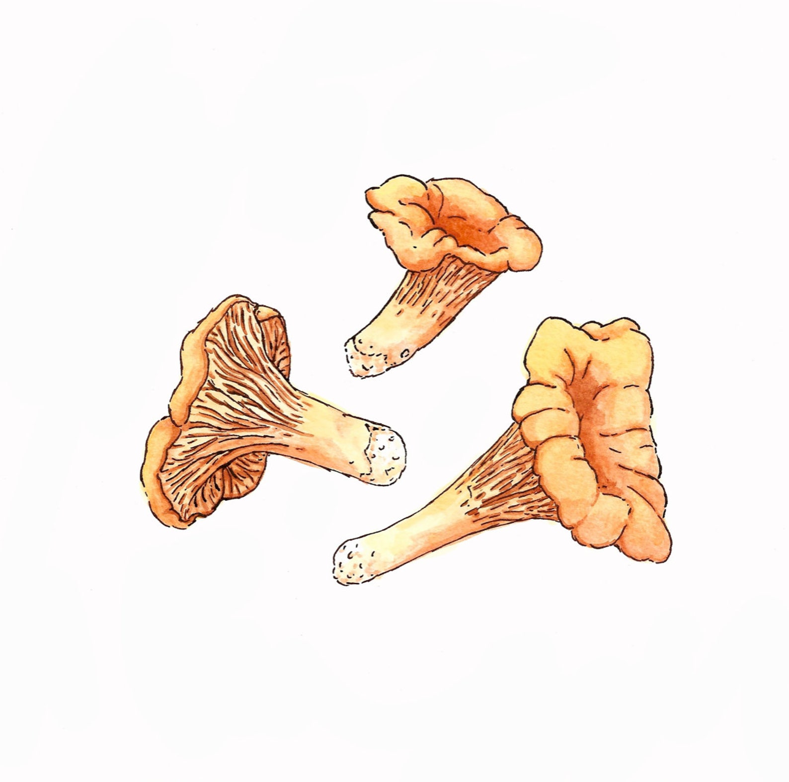 Chanterelle Mushroom Original Watercolor Painting Etsy