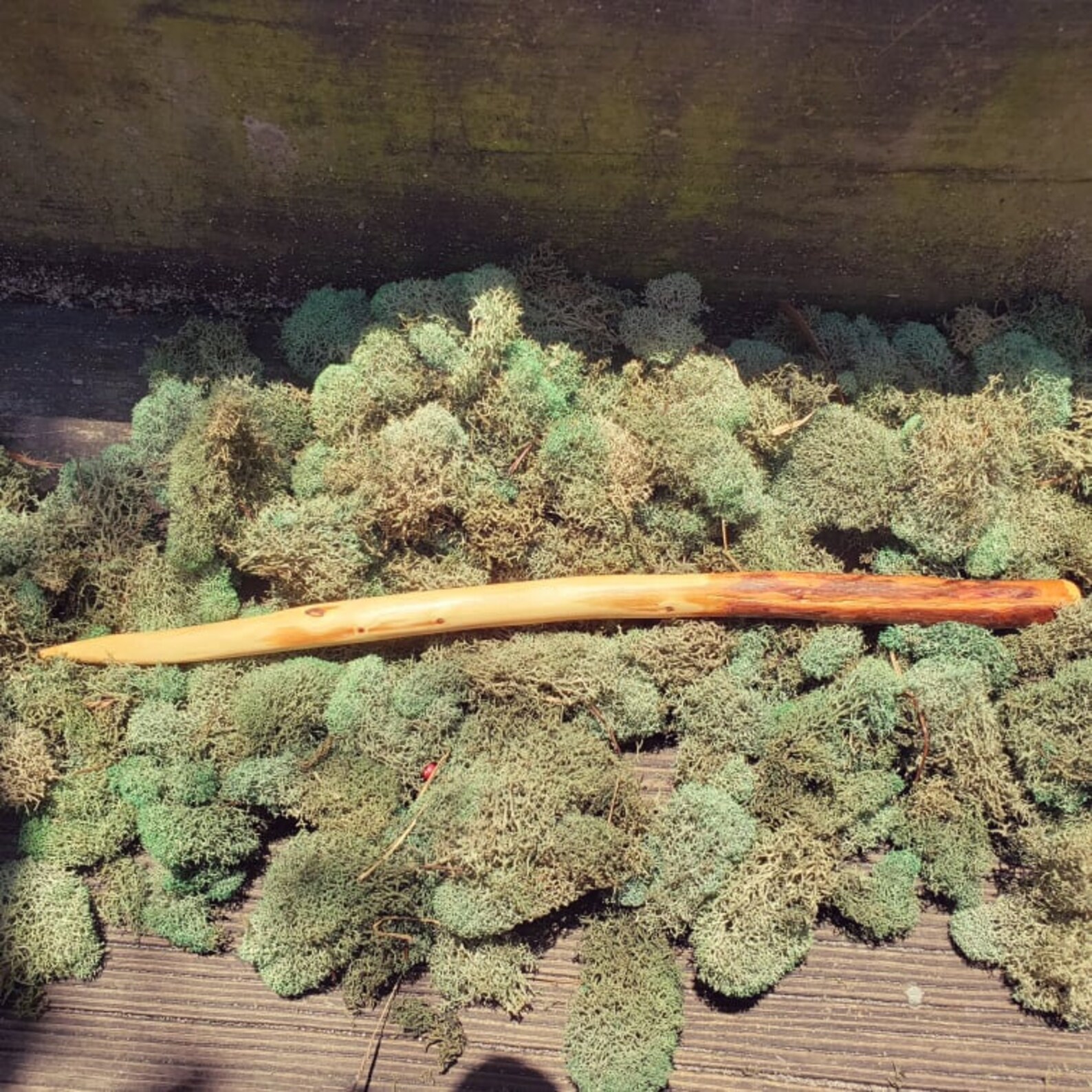 Cypress Wand Cypress Moon Etsy