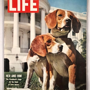 June 19 1964 Life Magazine Her and Him President Johnson&#39;s Dogs The Presidents Beagles Vintage Original Great Birthday Anniversary Gift Idea
