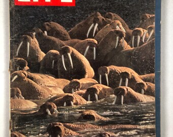 27 de junio de 1960 Revista Life Multitudes de morsas de Alaska en una costa rocosa en la portada Idea original de regalo de cumpleaños vintage