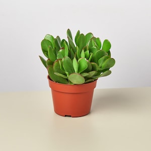 May include: A jade plant with thick, fleshy, oval-shaped green leaves featuring subtle reddish edges. The succulent is potted in a simple, smooth, terracotta-colored plastic container with a wide rim and a slightly tapered base design.