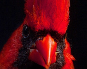 Northern Cardinal Wallpaper