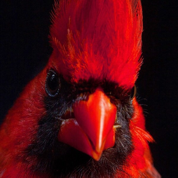 Cardinal Wallpaper - Etsy