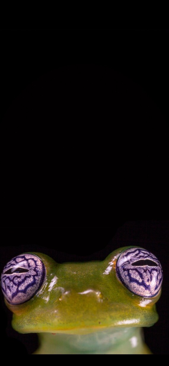Ghost Glass Frog Wallpaper - Etsy UK